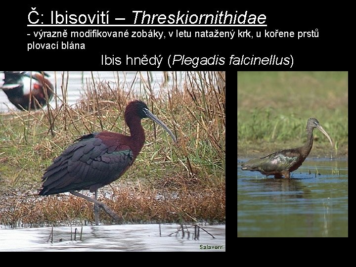 Č: Ibisovití – Threskiornithidae - výrazně modifikované zobáky, v letu natažený krk, u kořene