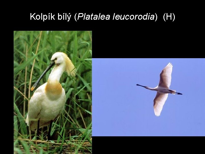 Kolpík bílý (Platalea leucorodia) (H) 