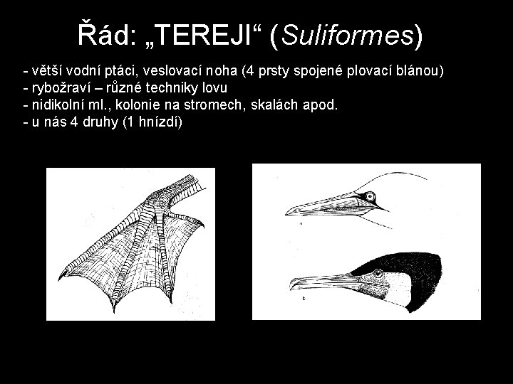 Řád: „TEREJI“ (Suliformes) - větší vodní ptáci, veslovací noha (4 prsty spojené plovací blánou)