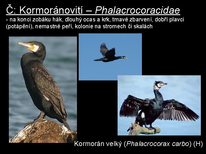 Č: Kormoránovití – Phalacrocoracidae - na konci zobáku hák, dlouhý ocas a krk, tmavé