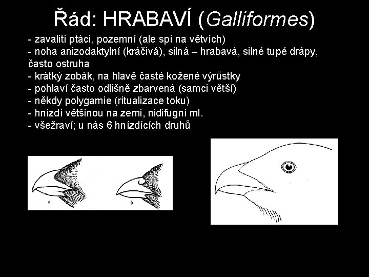 Řád: HRABAVÍ (Galliformes) - zavalití ptáci, pozemní (ale spí na větvích) - noha anizodaktylní