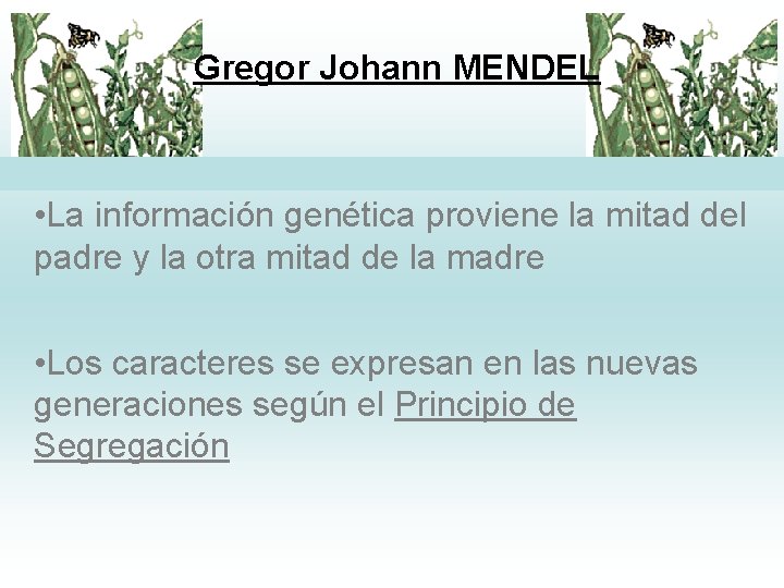 Gregor Johann MENDEL • La información genética proviene la mitad del padre y la