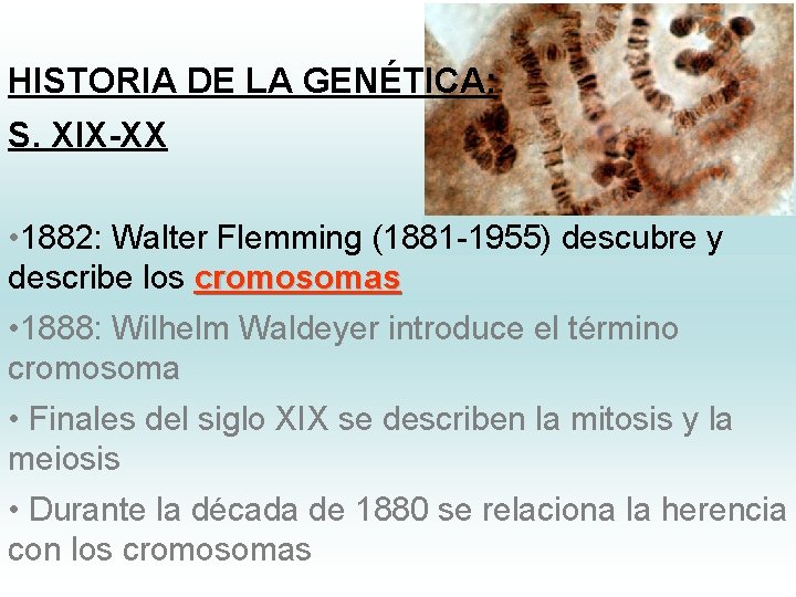 HISTORIA DE LA GENÉTICA: S. XIX-XX • 1882: Walter Flemming (1881 -1955) descubre y