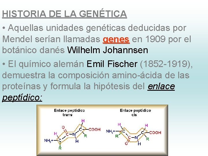 HISTORIA DE LA GENÉTICA • Aquellas unidades genéticas deducidas por Mendel serían llamadas genes