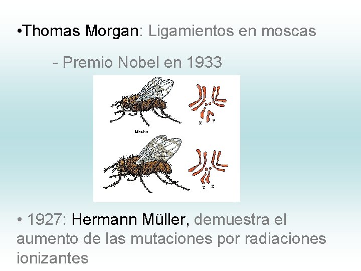  • Thomas Morgan: Ligamientos en moscas - Premio Nobel en 1933 • 1927: