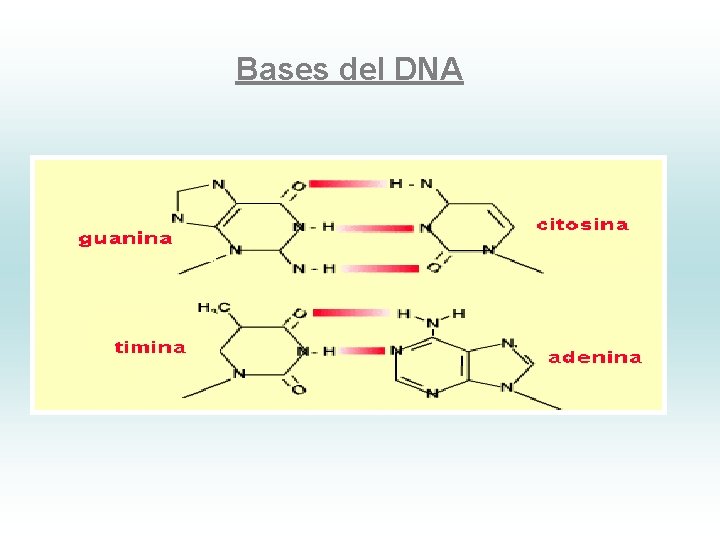 Bases del DNA 