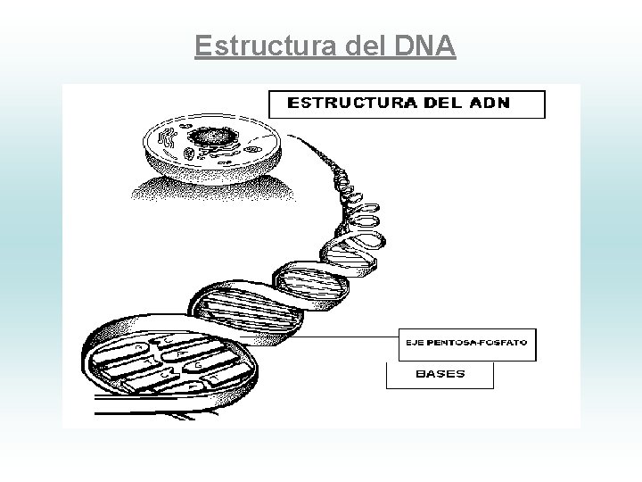 Estructura del DNA 