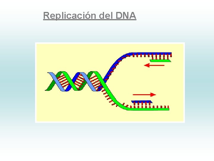 Replicación del DNA 
