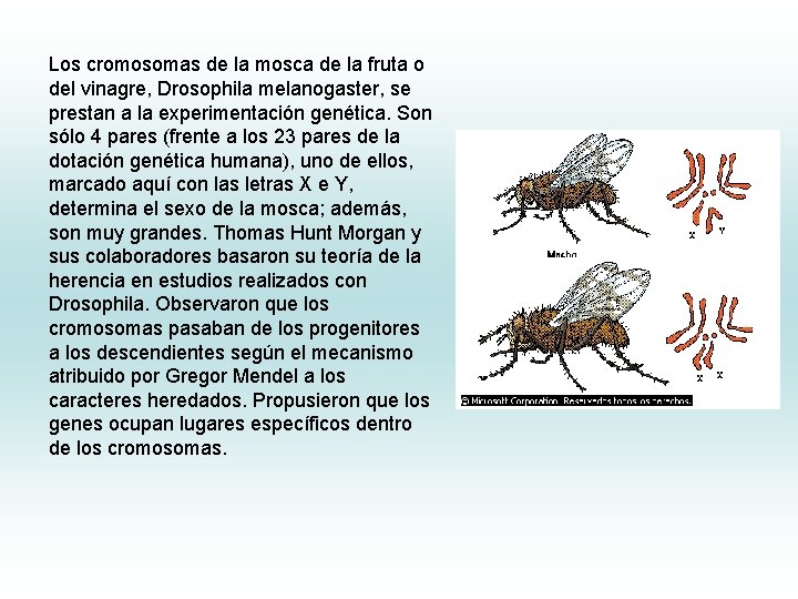 Los cromosomas de la mosca de la fruta o del vinagre, Drosophila melanogaster, se