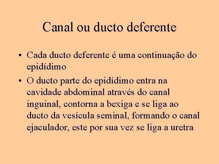 Canal ou ducto deferente • Cada ducto deferente é uma continuação do epidídimo •