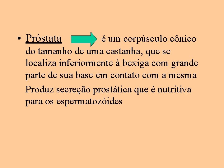  • Próstata é um corpúsculo cônico do tamanho de uma castanha, que se