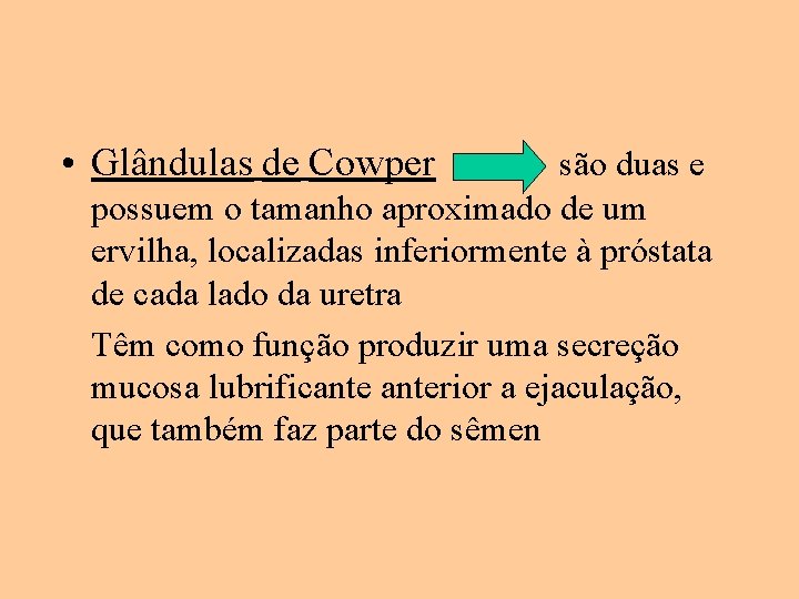  • Glândulas de Cowper são duas e possuem o tamanho aproximado de um