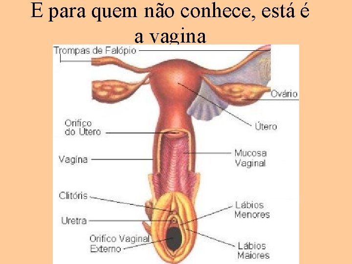 E para quem não conhece, está é a vagina 