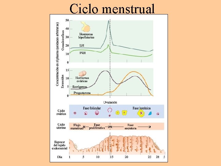 Ciclo menstrual 