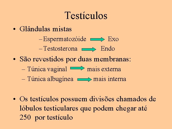 Testículos • Glândulas mistas – Espermatozóide – Testosterona Exo Endo • São revestidos por