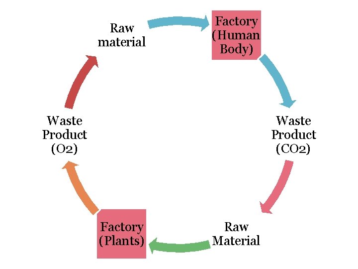 Raw material Factory (Human Body) Waste Product (O 2) Waste Product (CO 2) Factory