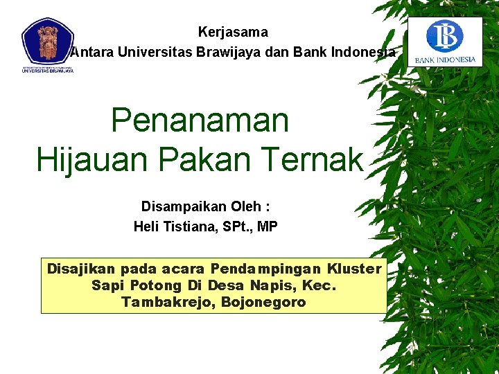 Kerjasama Antara Universitas Brawijaya dan Bank Indonesia Penanaman Hijauan Pakan Ternak Disampaikan Oleh :