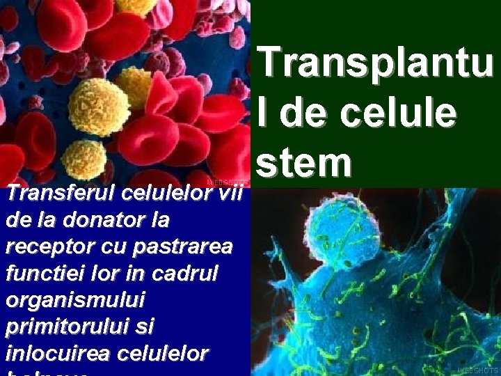 Transferul celulelor vii de la donator la receptor cu pastrarea functiei lor in cadrul