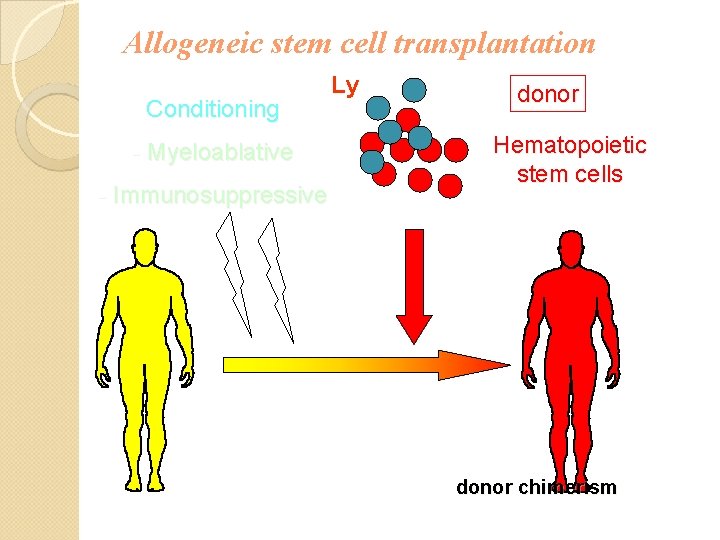 Allogeneic stem cell transplantation Conditioning - Myeloablative - Immunosuppressive Ly donor Hematopoietic stem cells