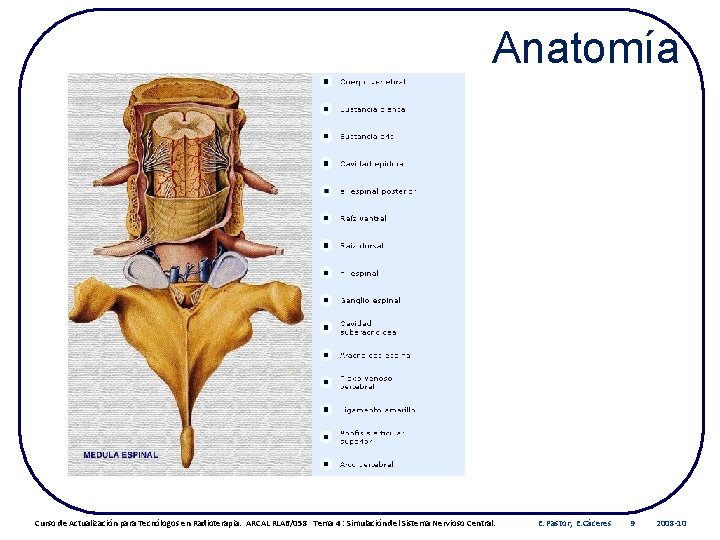 Anatomía Curso de Actualización para Tecnólogos en Radioterapia. ARCAL RLA 6/058 Tema 4 :