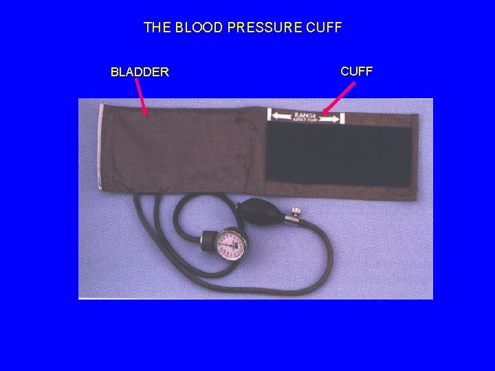 THE BLOOD PRESSURE CUFF BLADDER CUFF 