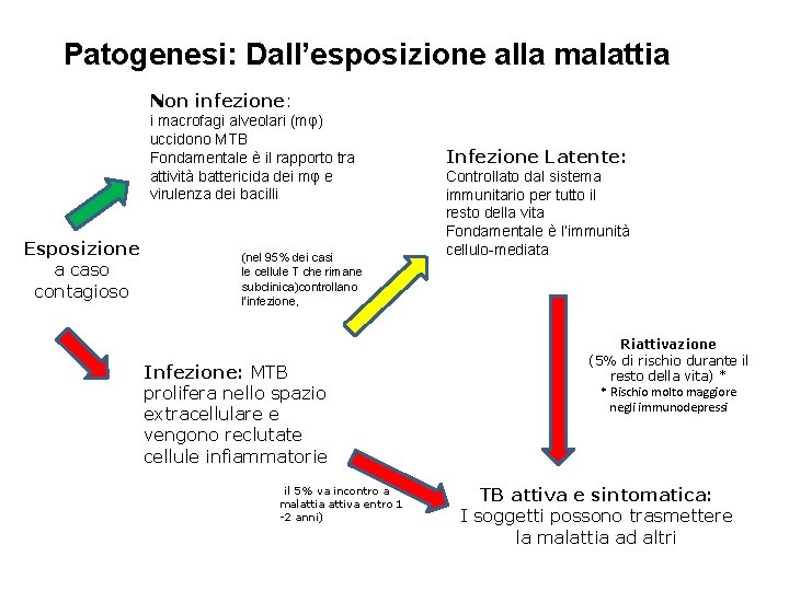 Patogenesi: Dall’esposizione alla malattia Non infezione: i macrofagi alveolari (mφ) uccidono MTB Fondamentale è