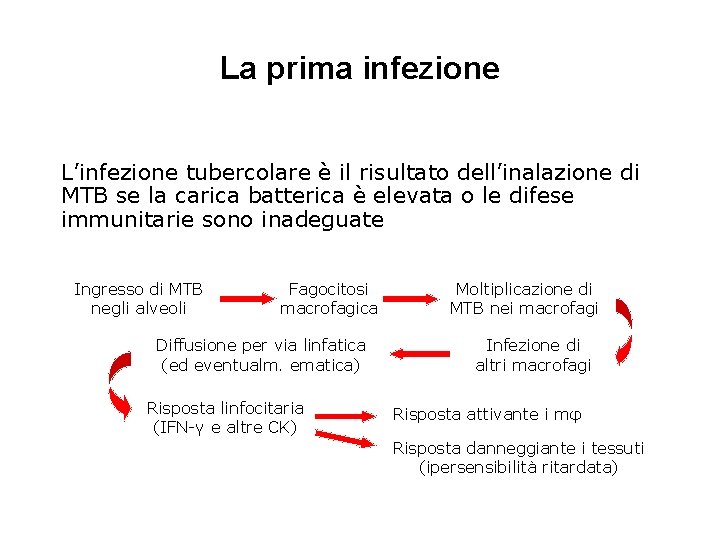 La prima infezione L’infezione tubercolare è il risultato dell’inalazione di MTB se la carica