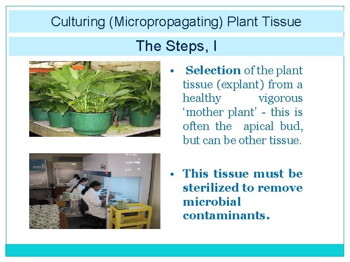 Culturing (Micropropagating) Plant Tissue The Steps, I • Selection of the plant tissue (explant)