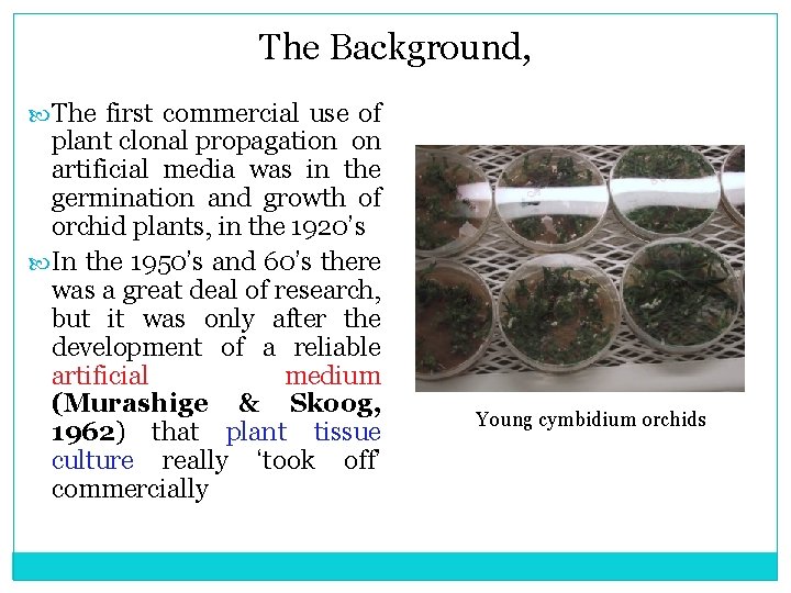 The Background, The first commercial use of plant clonal propagation on artificial media was