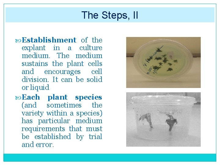 The Steps, II Establishment of the explant in a culture medium. The medium sustains