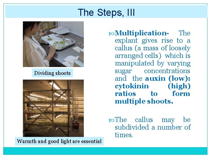 The Steps, III Multiplication- Dividing shoots The explant gives rise to a callus (a