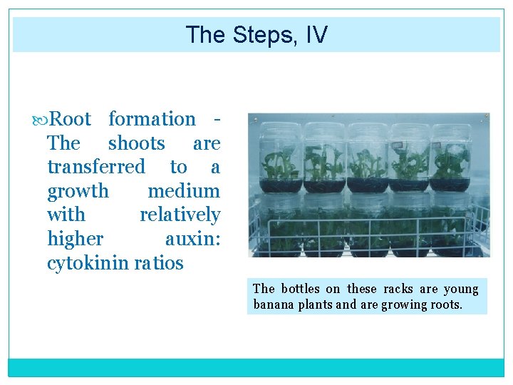 The Steps, IV Root formation The shoots are transferred to a growth medium with