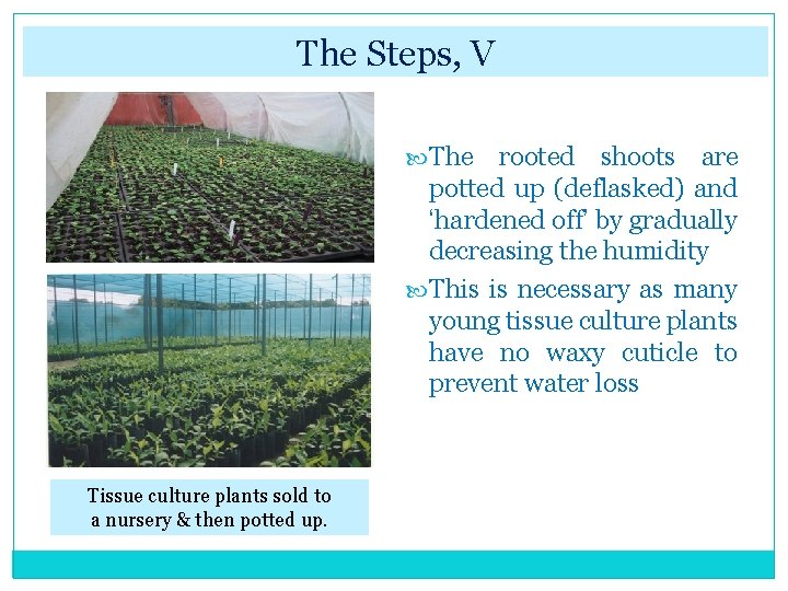 The Steps, V The rooted shoots are potted up (deflasked) and ‘hardened off’ by