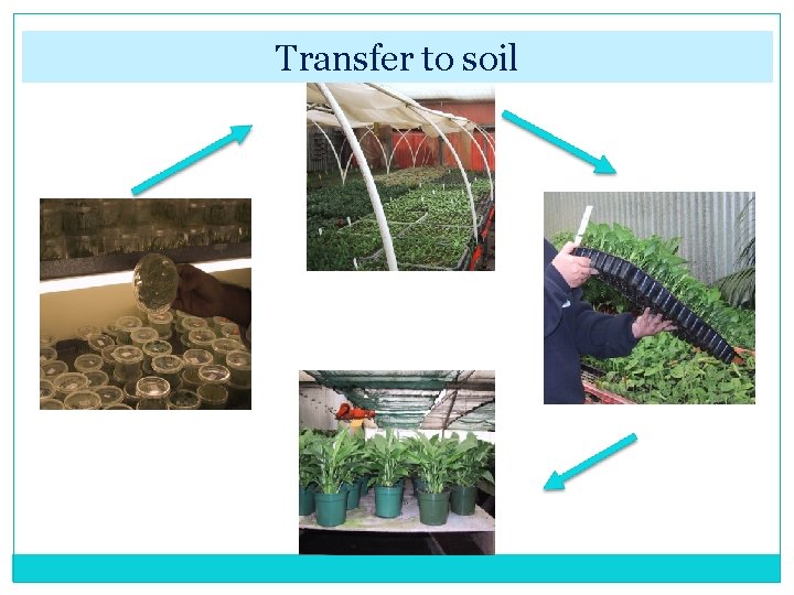 Transfer to soil 