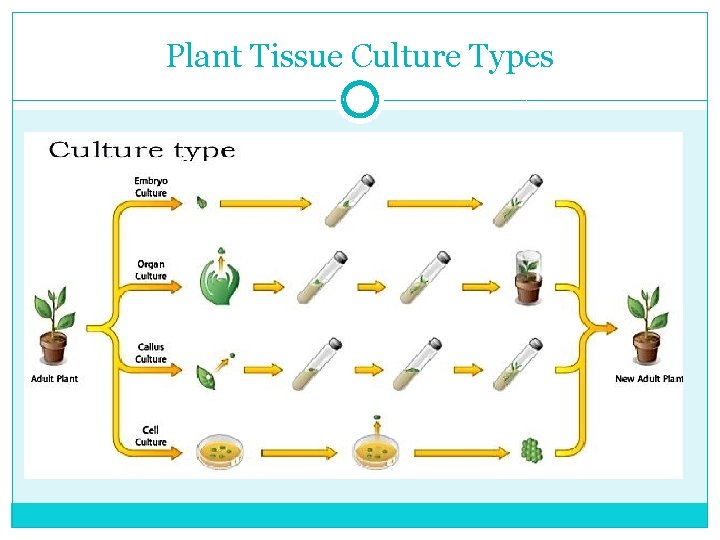Plant Tissue Culture Types 