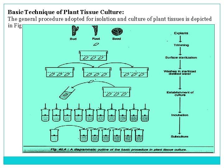 Basic Technique of Plant Tissue Culture: The general procedure adopted for isolation and culture