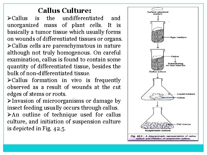 Callus Culture: ØCallus is the undifferentiated and unorganized mass of plant cells. It is