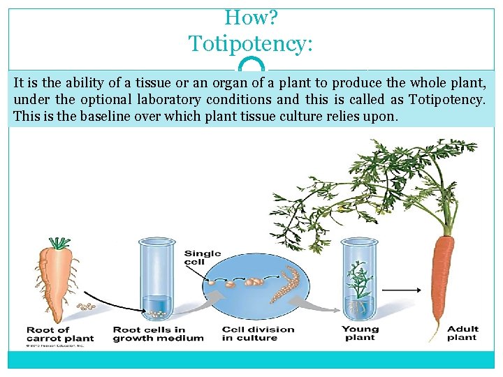 How? Totipotency: It is the ability of a tissue or an organ of a