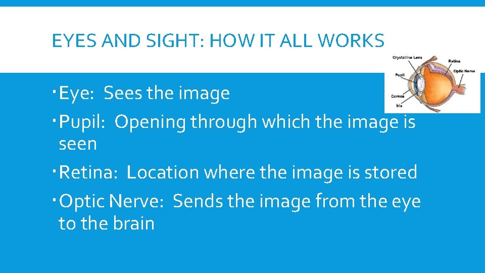 EYES AND SIGHT: HOW IT ALL WORKS Eye: Sees the image Pupil: Opening through EYES AND SIGHT: HOW IT ALL WORKS Eye: Sees the image Pupil: Opening through