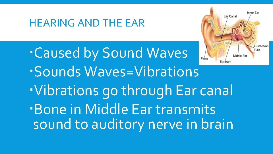 HEARING AND THE EAR Caused by Sound Waves Sounds Waves=Vibrations go through Ear canal HEARING AND THE EAR Caused by Sound Waves Sounds Waves=Vibrations go through Ear canal