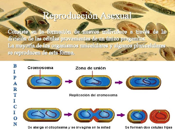 Reproducción Asexual Consiste en la formación de nuevos individuos a través de la división