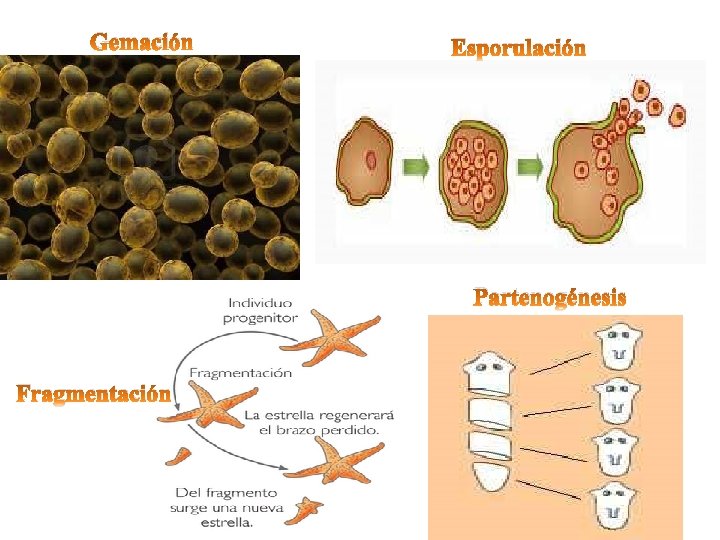 Gemación Esporulación Partenogénesis Fragmentación 