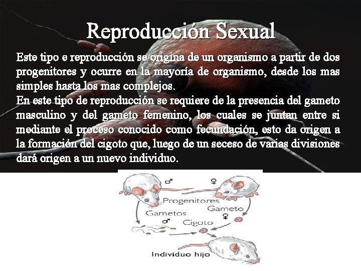 Reproducción Sexual Este tipo e reproducción se origina de un organismo a partir de
