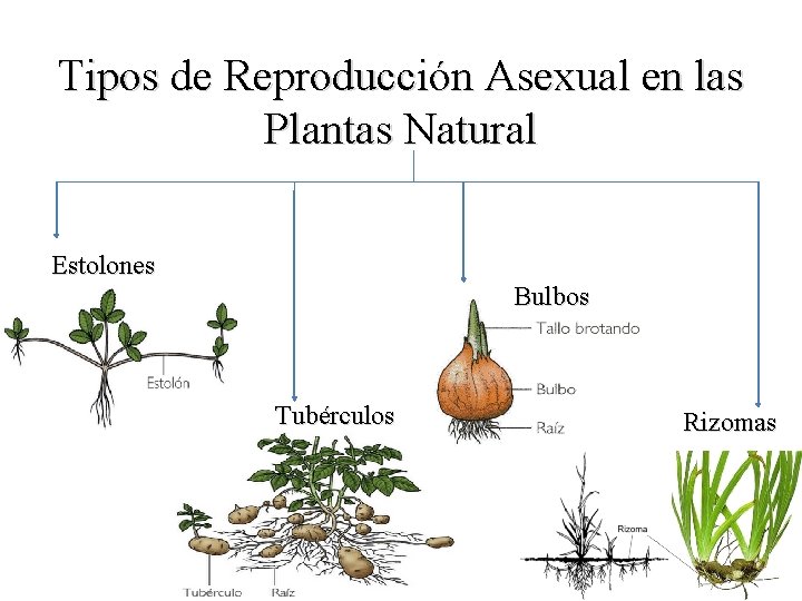 Tipos de Reproducción Asexual en las Plantas Natural Estolones Bulbos Tubérculos Rizomas 