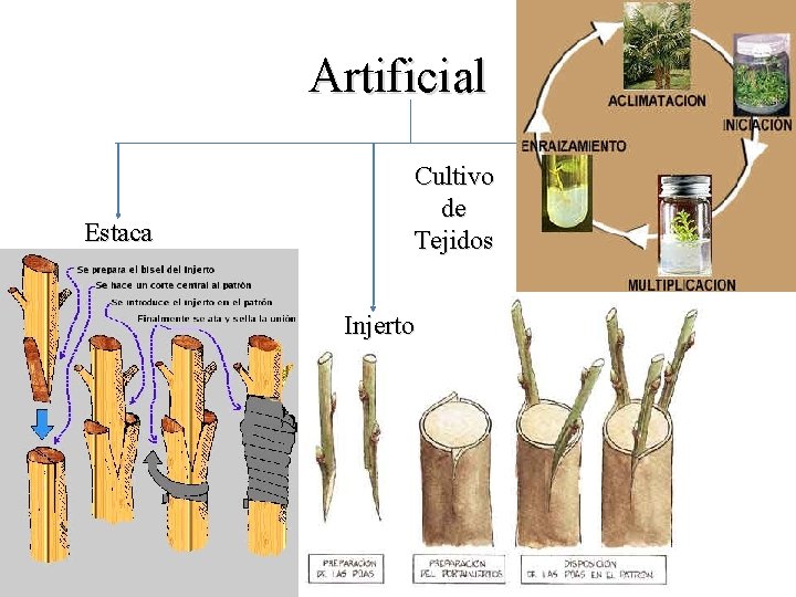 Artificial Estaca Cultivo de Tejidos Injerto 