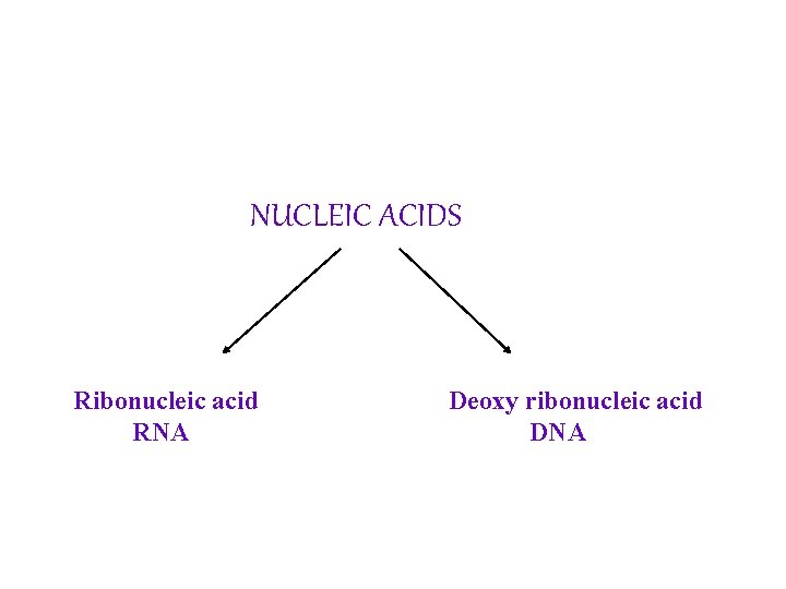NUCLEIC ACIDS Ribonucleic acid RNA Deoxy ribonucleic acid DNA 