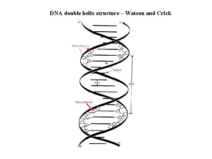 DNA double helix structure – Watson and Crick 
