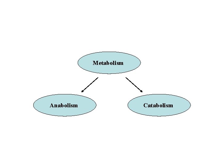 Metabolism Anabolism Catabolism 