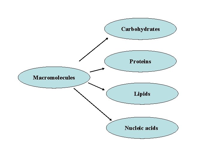 Carbohydrates Proteins Macromolecules Lipids Nucleic acids 