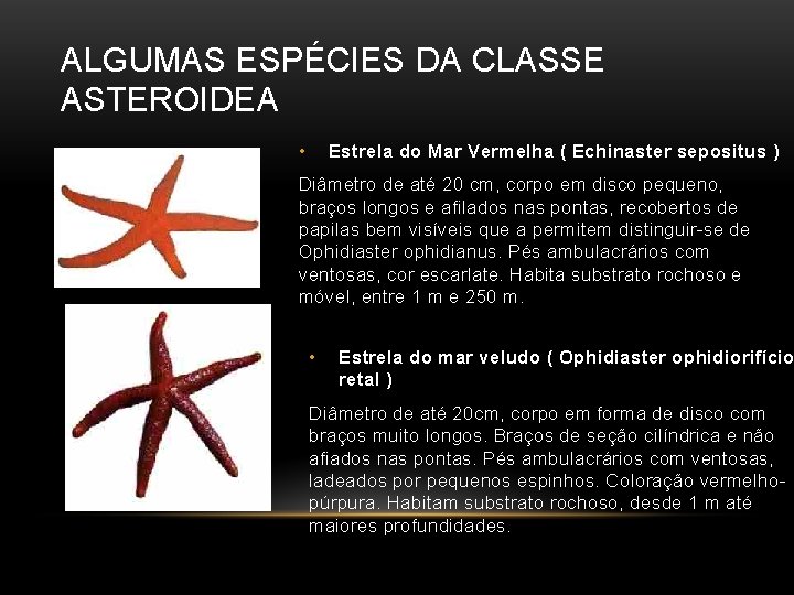 ALGUMAS ESPÉCIES DA CLASSE ASTEROIDEA • Estrela do Mar Vermelha ( Echinaster sepositus )